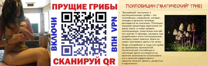 Псилоцибиновые грибы Psilocybe ОМГ ОМГ Курчалой